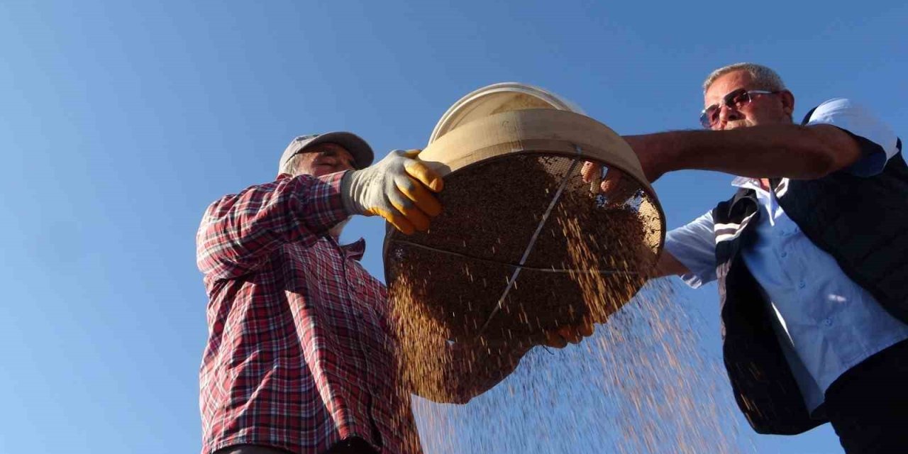 Coğrafi İşaretli "altın Susam"da Hasat Zamanı, Kilosu 80-85 Tl’den Alıcı Buluyor