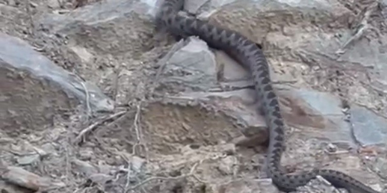 Kış Uykusuna Yatmak İçin Yuva Arayan Yılan Eskişehir’de Görüntülendi