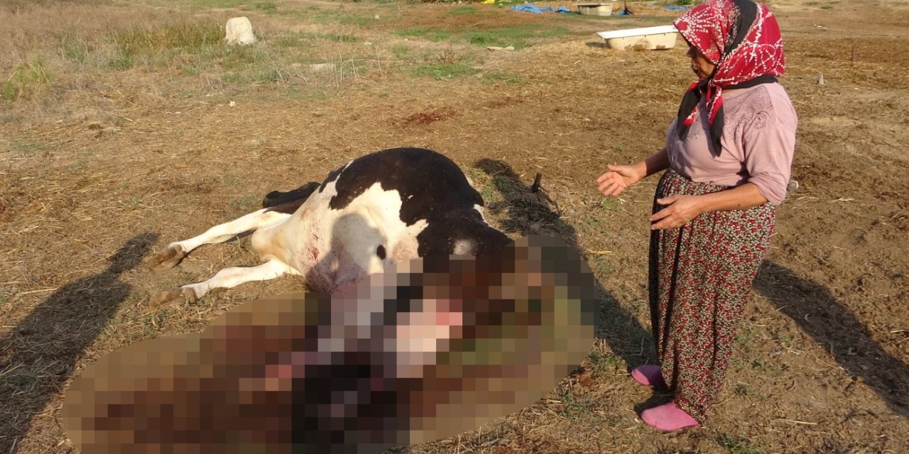 100 Bin Lira Değerindeki Holstein Cinsi İnek Köpekler Tarafından Telef Edildi