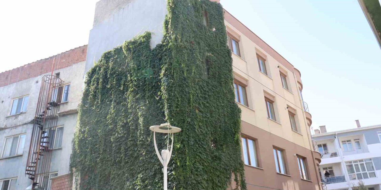 Eskişehir’de Sarmaşıkla Kaplı Apartman Görenleri Hayran Bıraktı