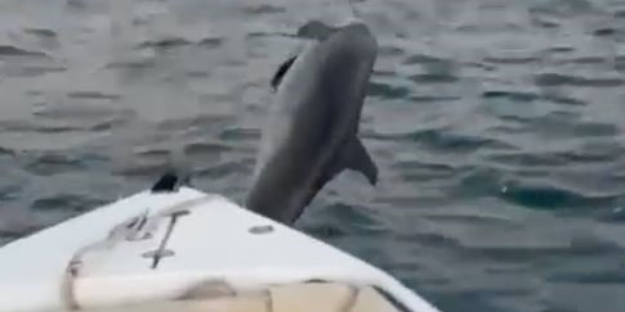 Antalya’da Balıkçıya Gösteri Yapan Yunus Görsel Şölen Oluşturdu