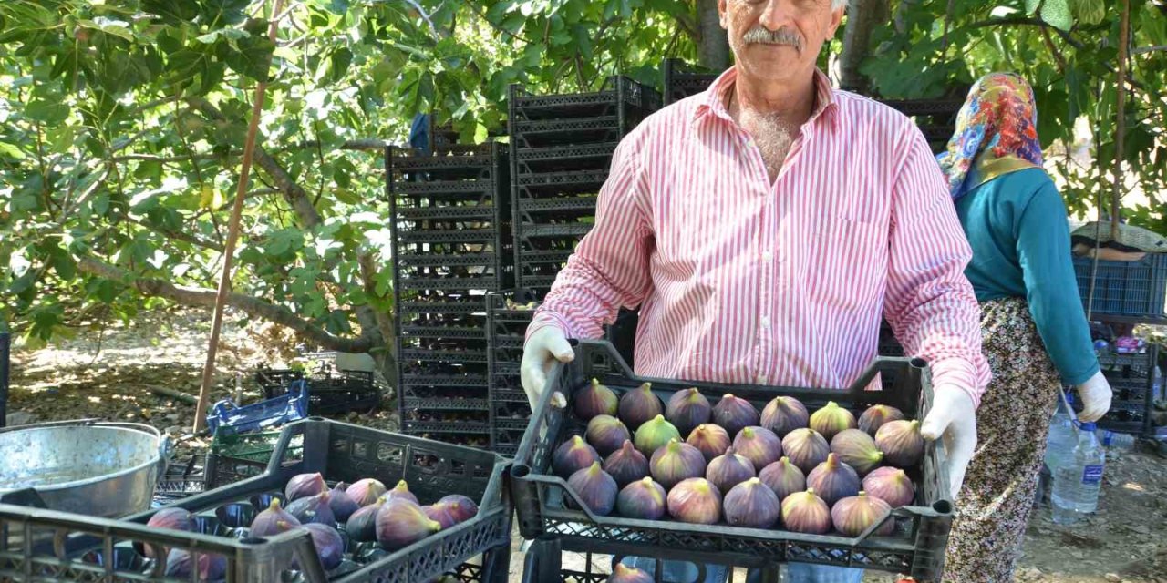 İncirde Rekolte Düştü, Fiyat Arttı