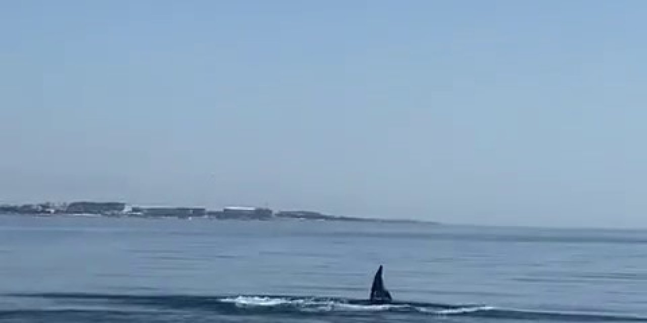 Su Sporları Teknesine Yunus Sürprizi