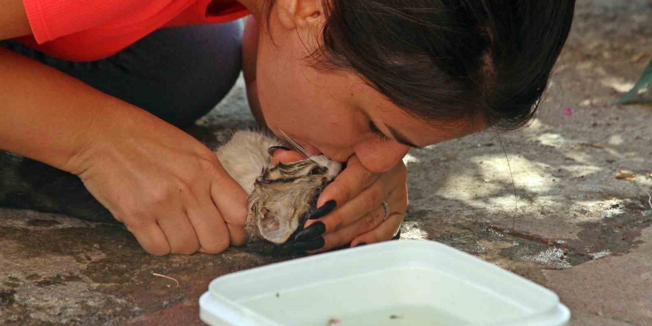 Duvarla Depo Arasına Sıkışan Yavru Kediyi, Çiftin Hayat Öpücü Kurtaramadı