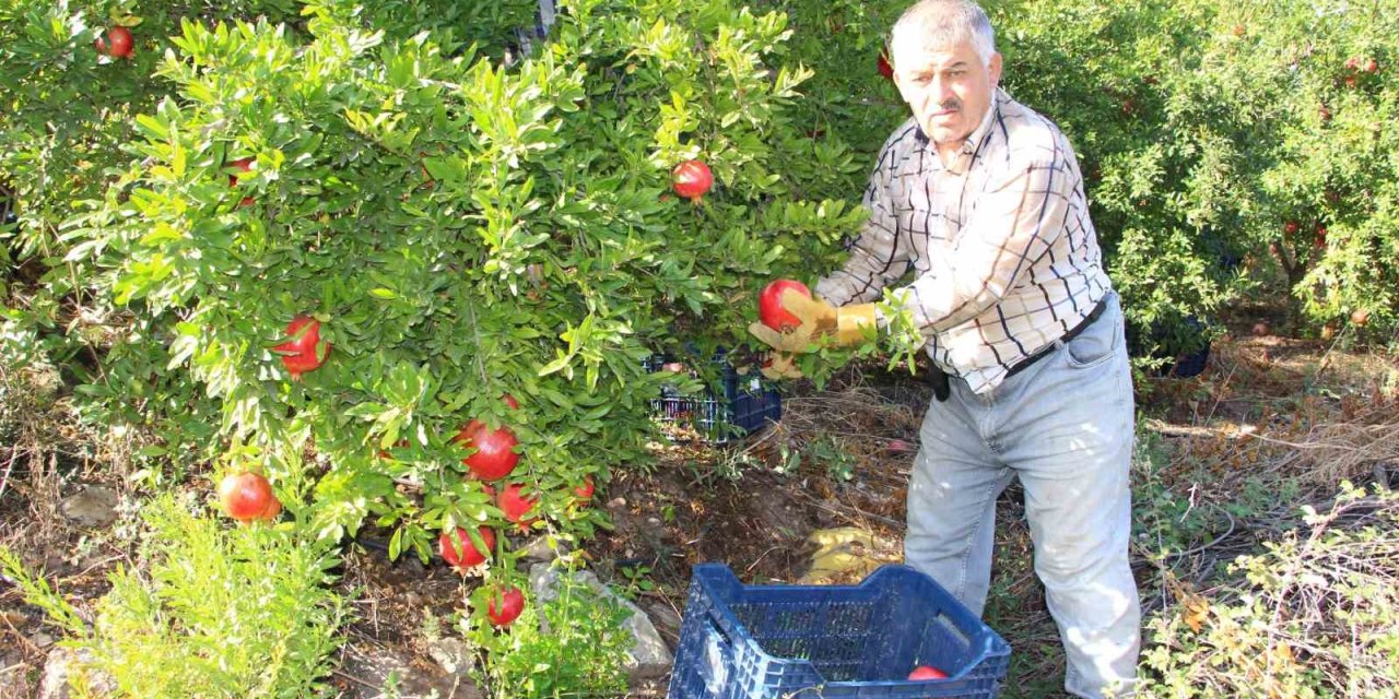 Kumluca’da Hasadı Devam Eden Narda 20 Bin Ton Rekolte Bekleniyor
