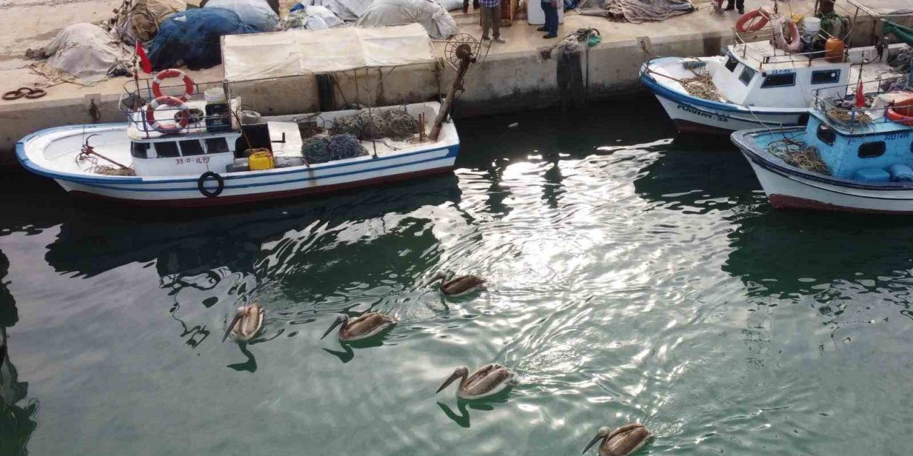 Mersin’de 5 Pelikan Balıkçı Barınağında Mola Verip Balık Avladı