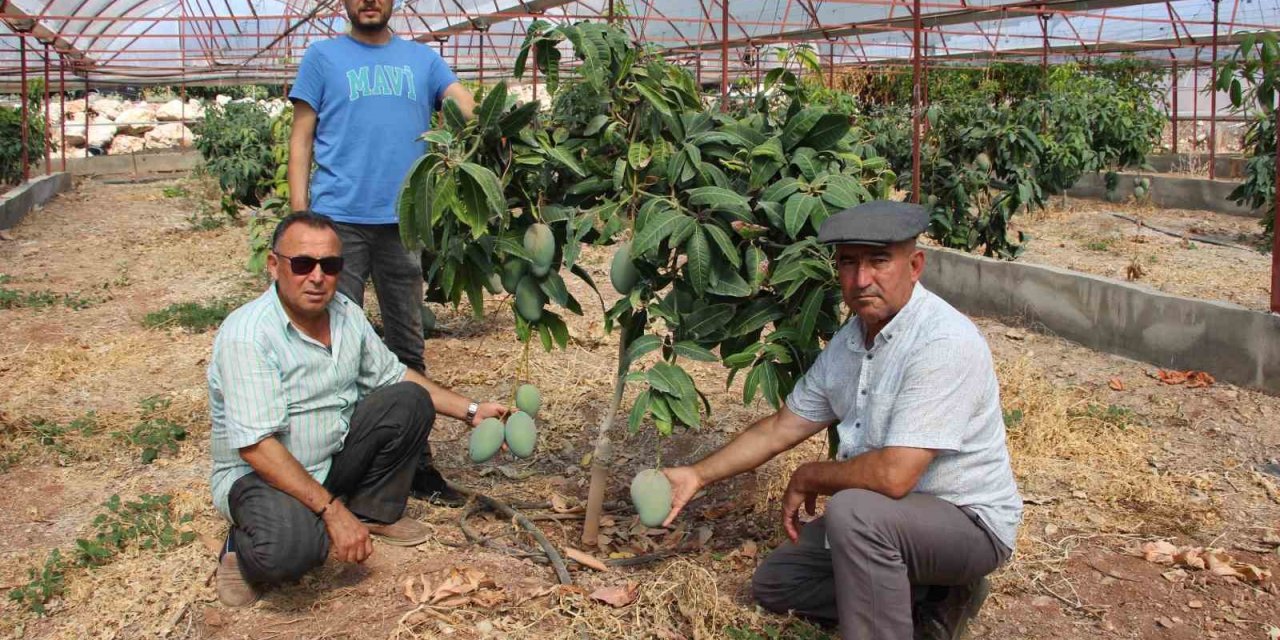 Domatesleri Söktü, Serasını Mango Bahçesine Dönüştürüp 300 Yıllık Yatırım Yaptı