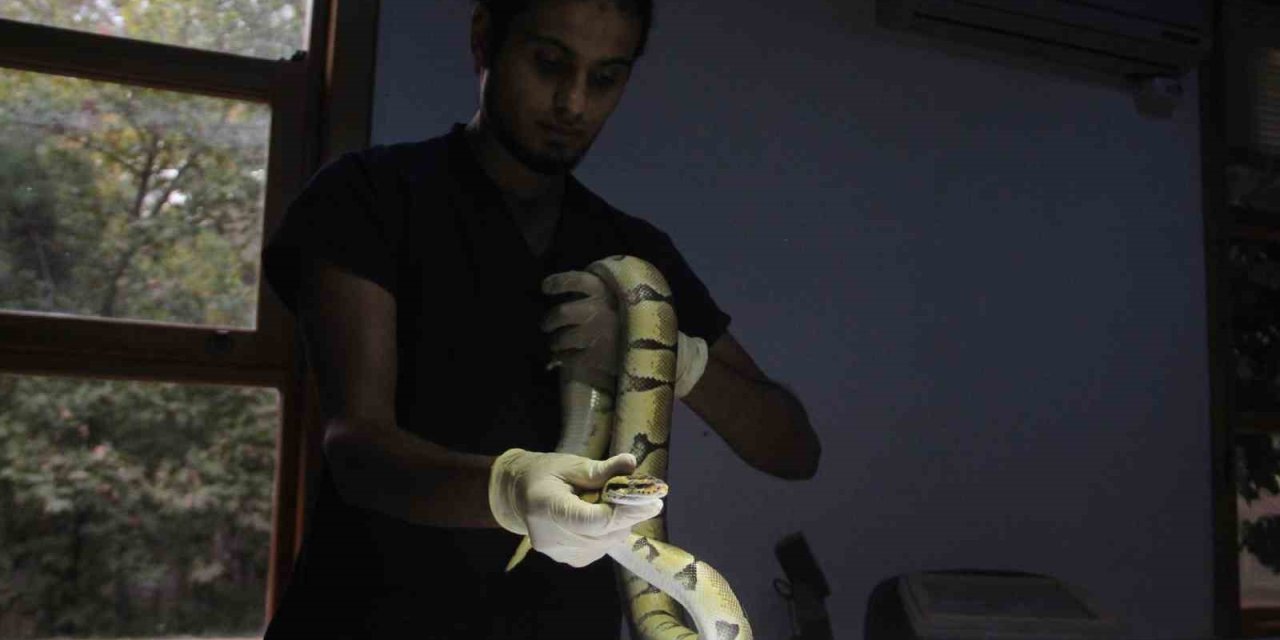 Mahalleliye Korku Dolu Anlar Yaşatan Kral Pitona 10 Günlük Karantina