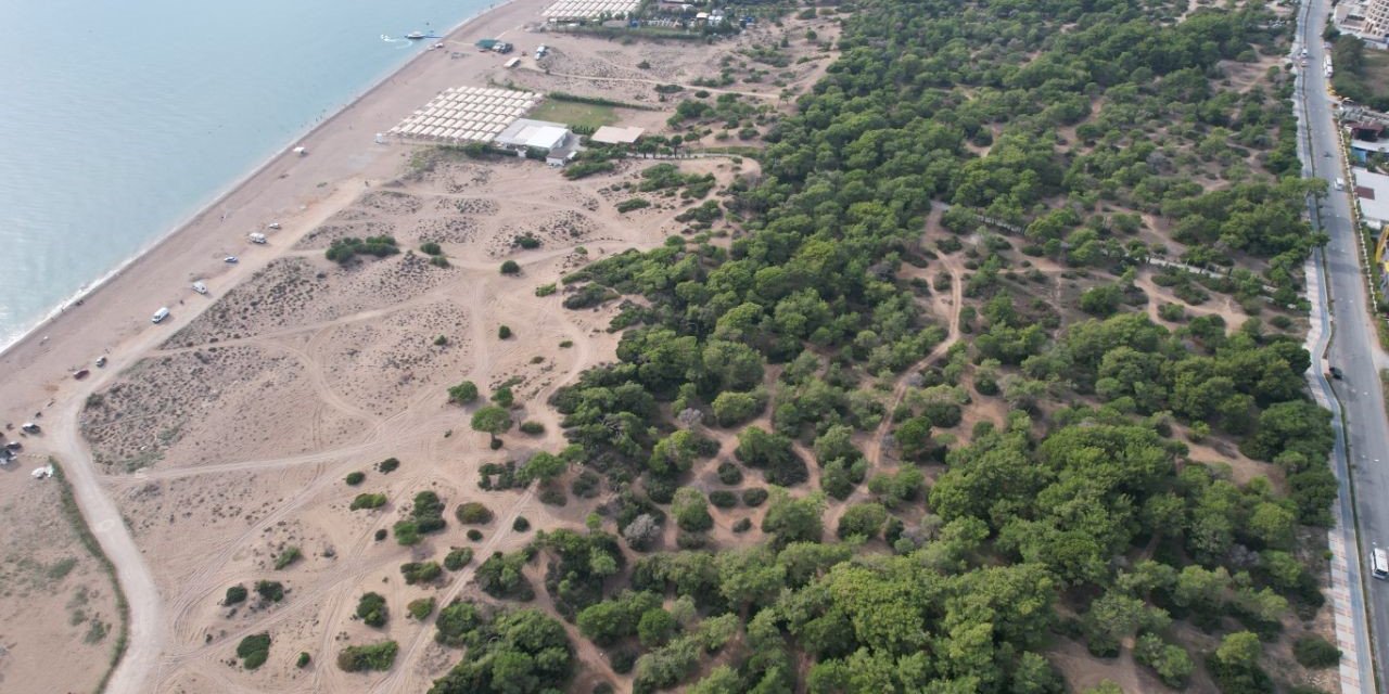 Manavgat’ta Çam Kese Böceği Kabusu: 600 Çamı Kuruttular