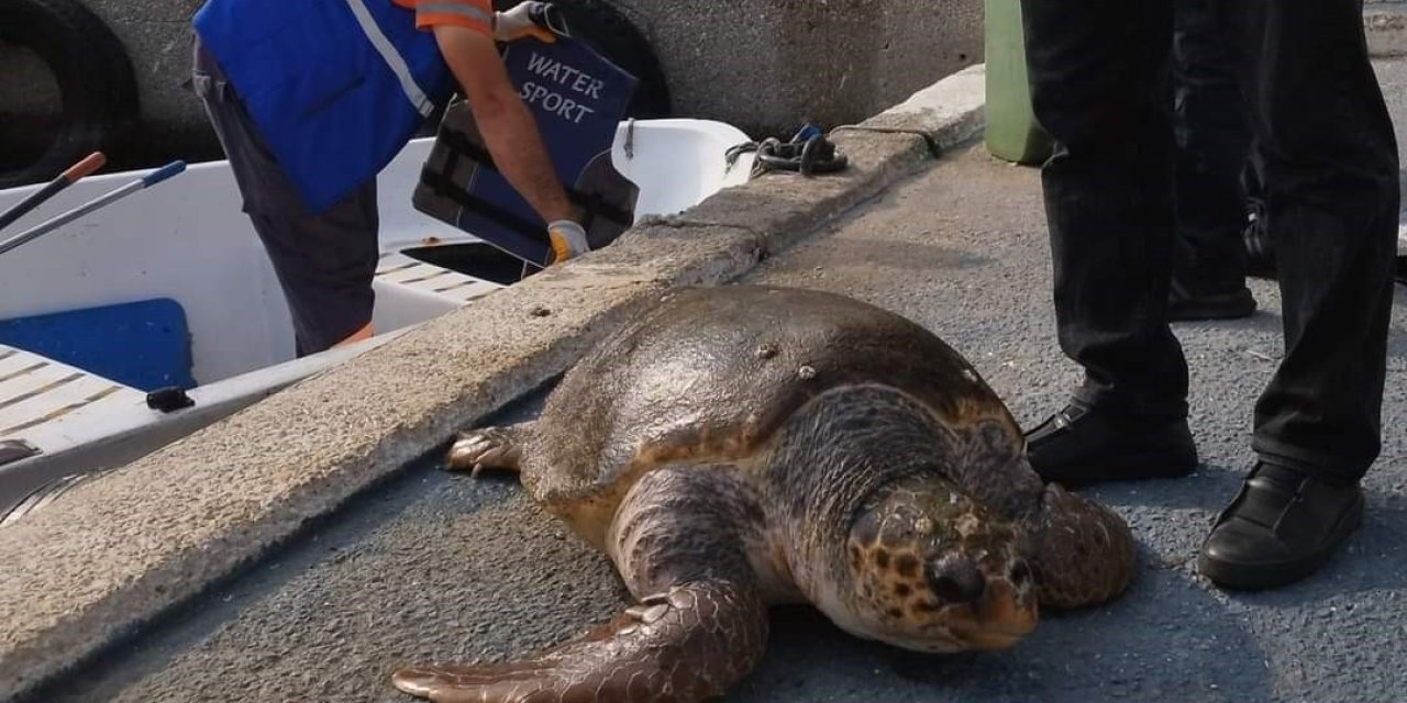 Mersin’de 20’ye Yakın Deniz Kaplumbağası Ölü Bulundu