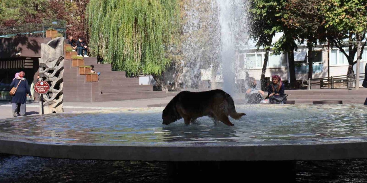 Süs Havuzuna Girip Kana Kana Su İçti