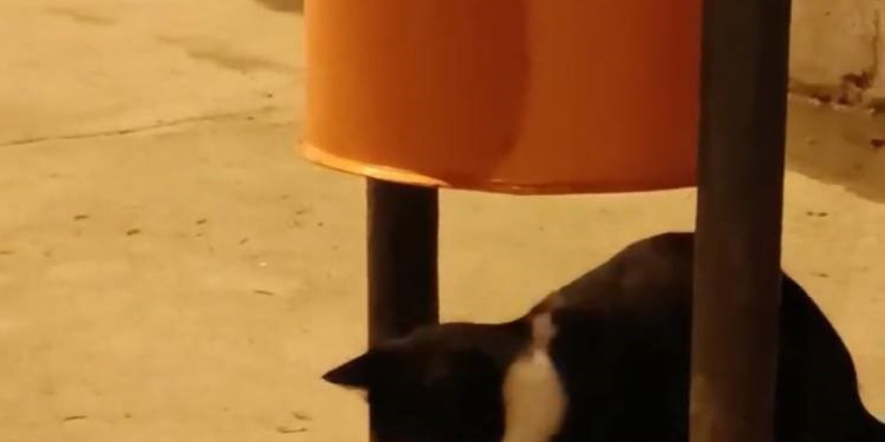 Kedinin Fare İle Oyunu Kameraya Yansıdı