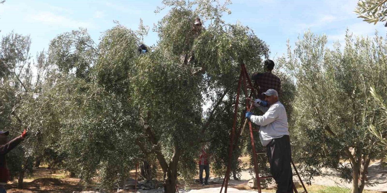Mersin’de Tüccarların Zeytin Alım Fiyatını Düşürmesine Tepki: Bazı Üreticiler Hasadı Erteledi