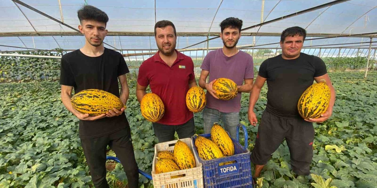 Antalya’da Örtüaltı Kavun Hasadı Üreticinin Yüzünü Güldürüyor