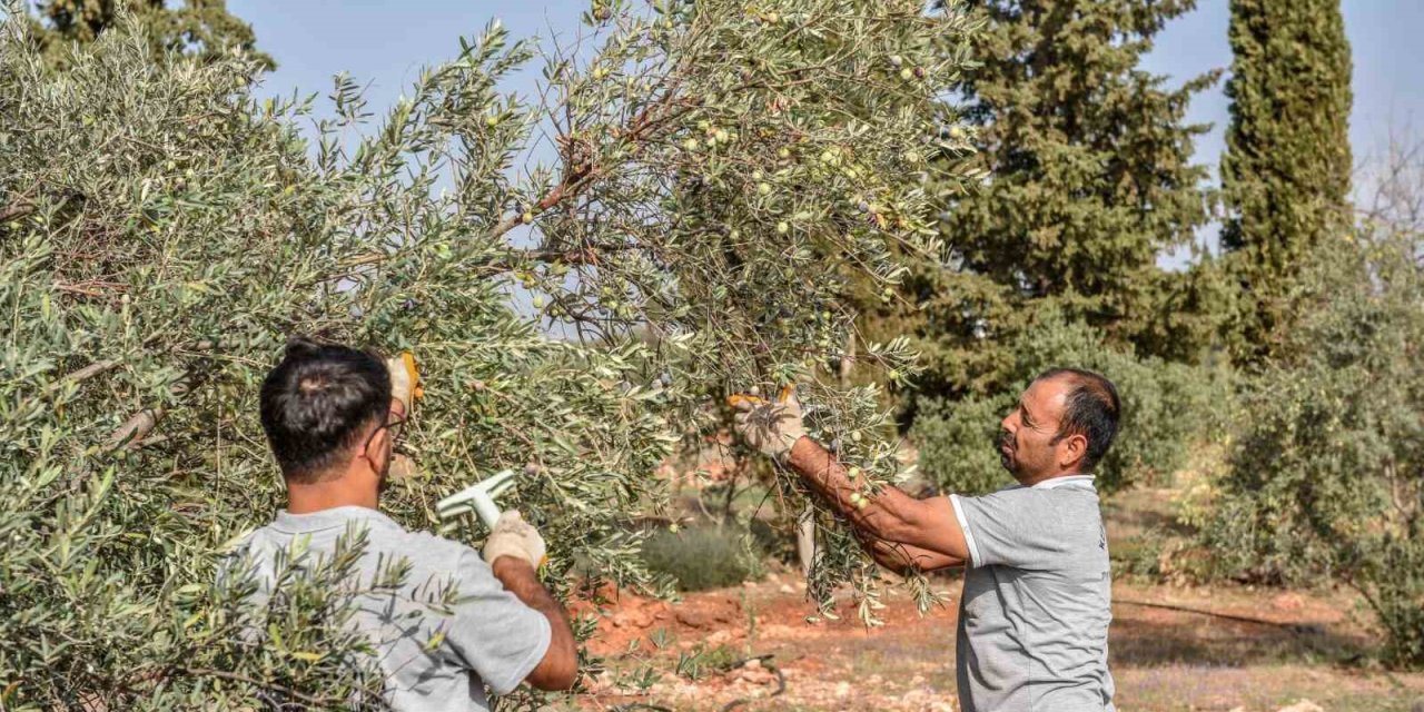 Kepez’den Zeytin Hasadı