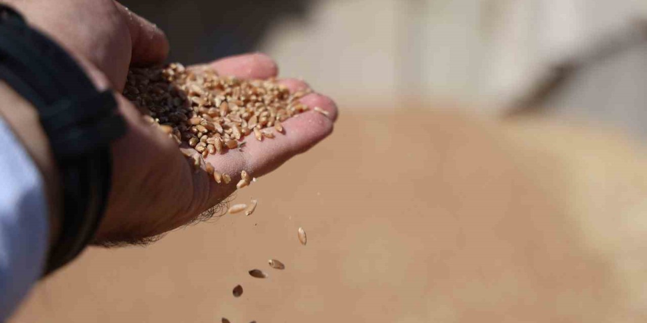 Uzmanlardan, Rekolteyi Yüzde 50’ye Kadar Arttırmak İçin Sertifikalı Tohum Uyarısı