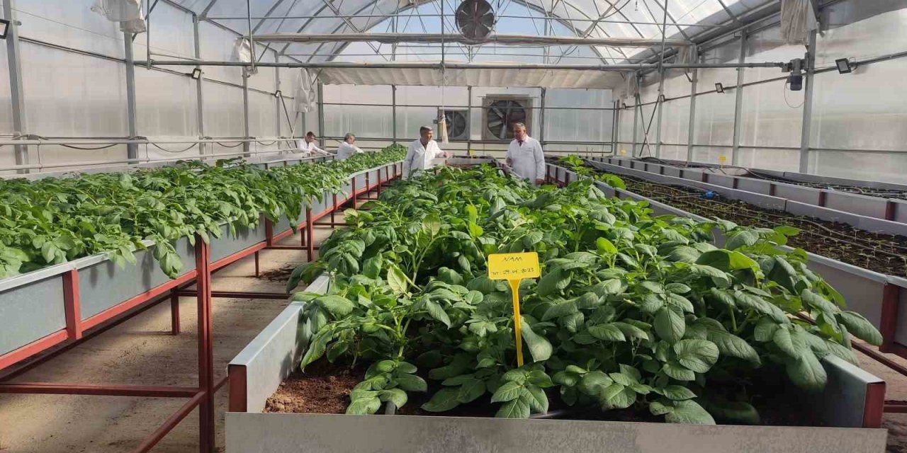 Topraksız Tarımla Patateste Tohumluk Üretim Arttı