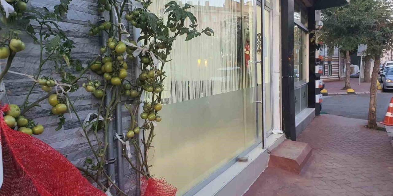 Kaldırım Köşesinde Tek Tohumdan Onlarca Domates