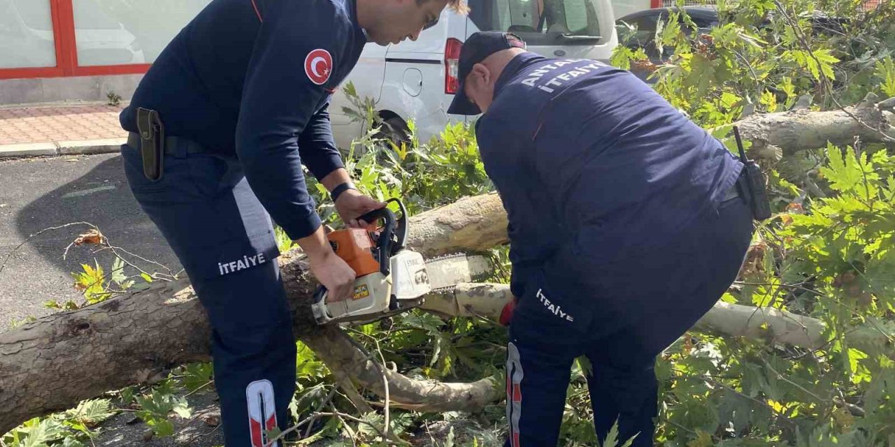 Şiddetli Rüzgara Dayanamayan Çınar Ağacı Yola Devrildi