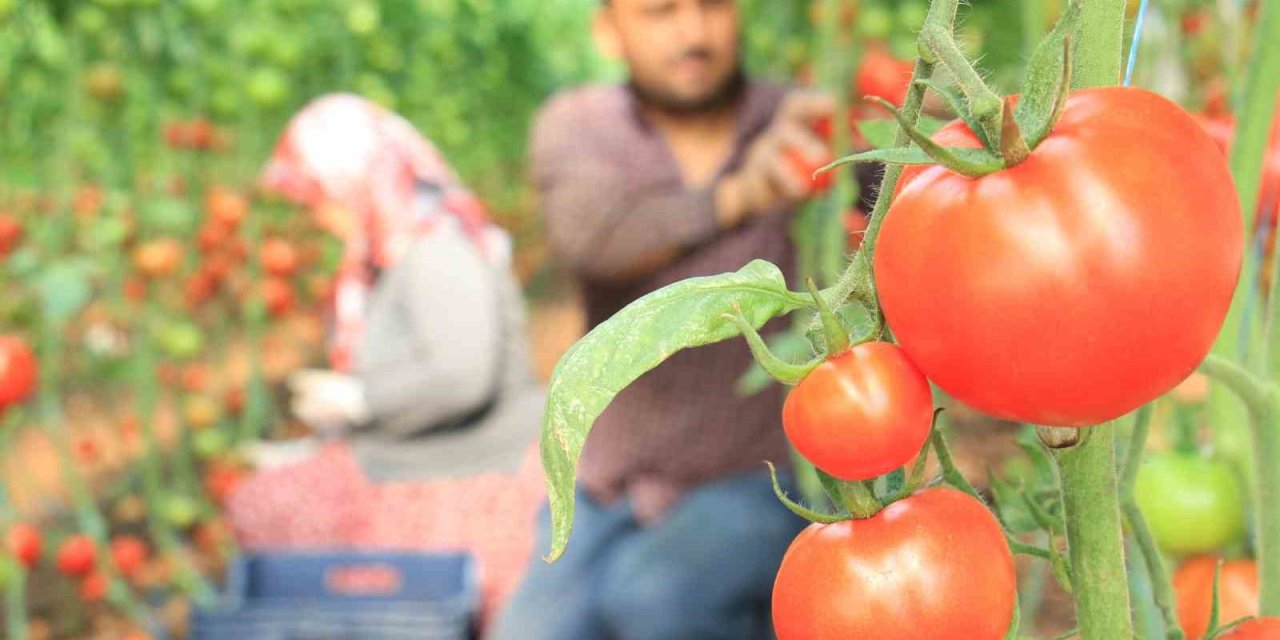Türkiye’nin Üretim Merkezi Mersin’de Örtü Altı Domateste Hasat Başladı