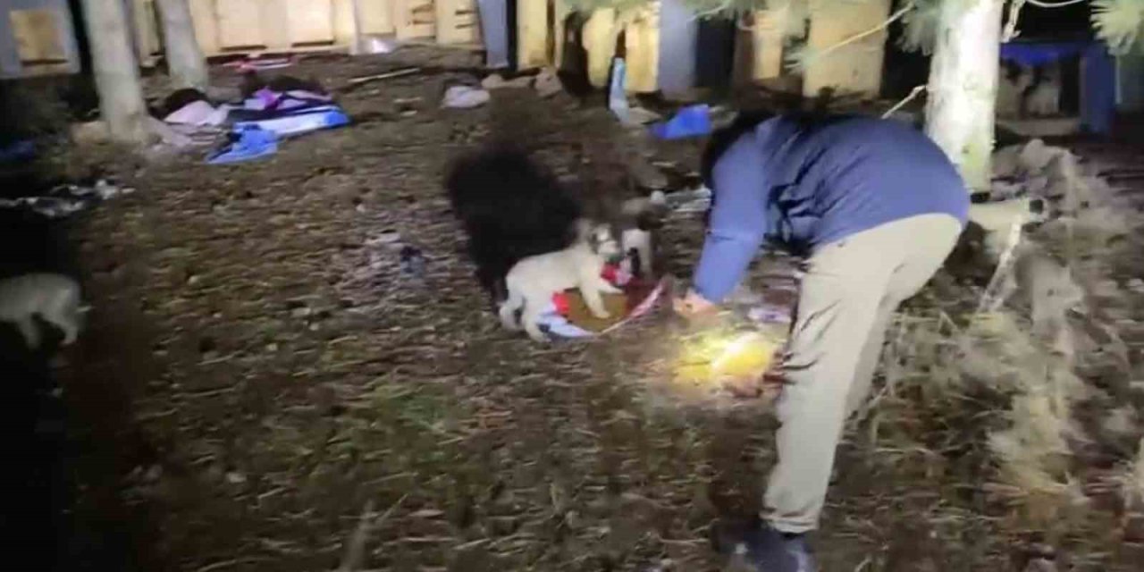 Gölet Kenarındaki Üşüyen Yavru Köpekleri Kent Merkezinden Mama Getirip Beslediler