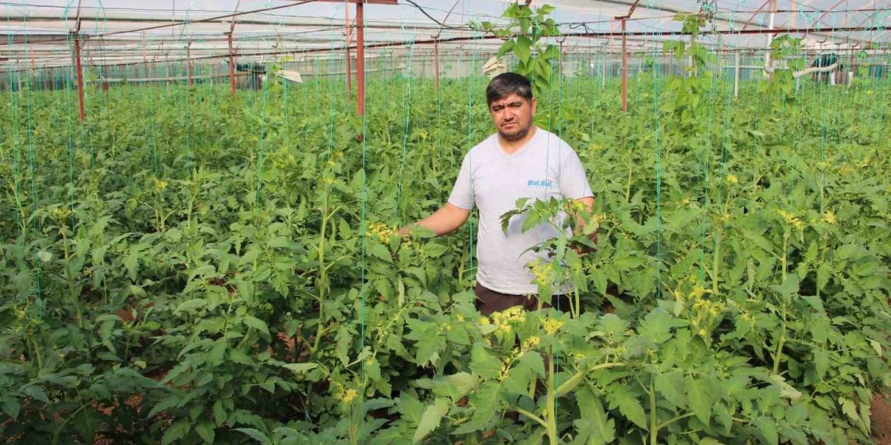 Domates Serasına Yabancı Ot İlacı Atıp Fidanlara Zarar Verdiler