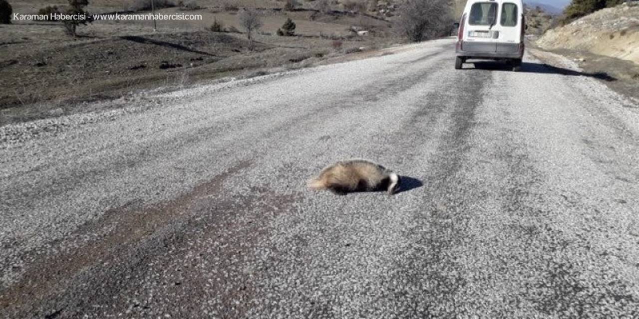 Karaman'da Aracın Çarptığı Porsuk Telef Oldu