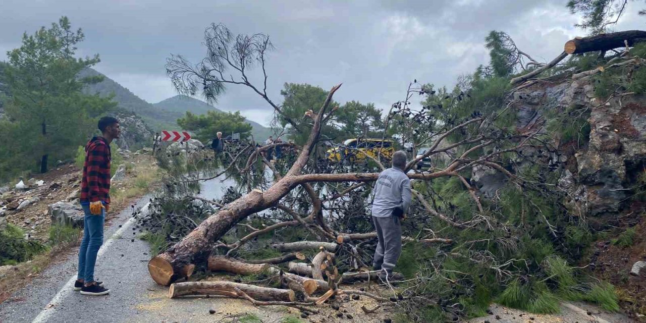 Devrilen Ağaç Yolu Ulaşıma Kapattı