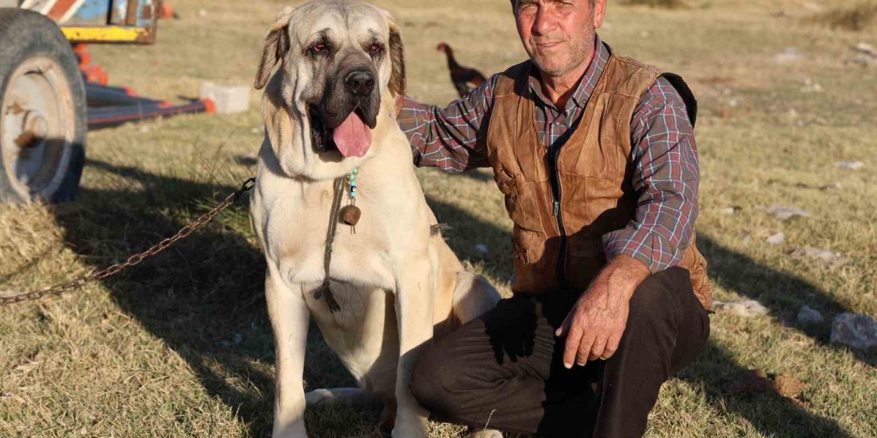 ’aksaray Malaklısı’ 3 Bin 500 Yıl Öncenin Savaş Köpeği