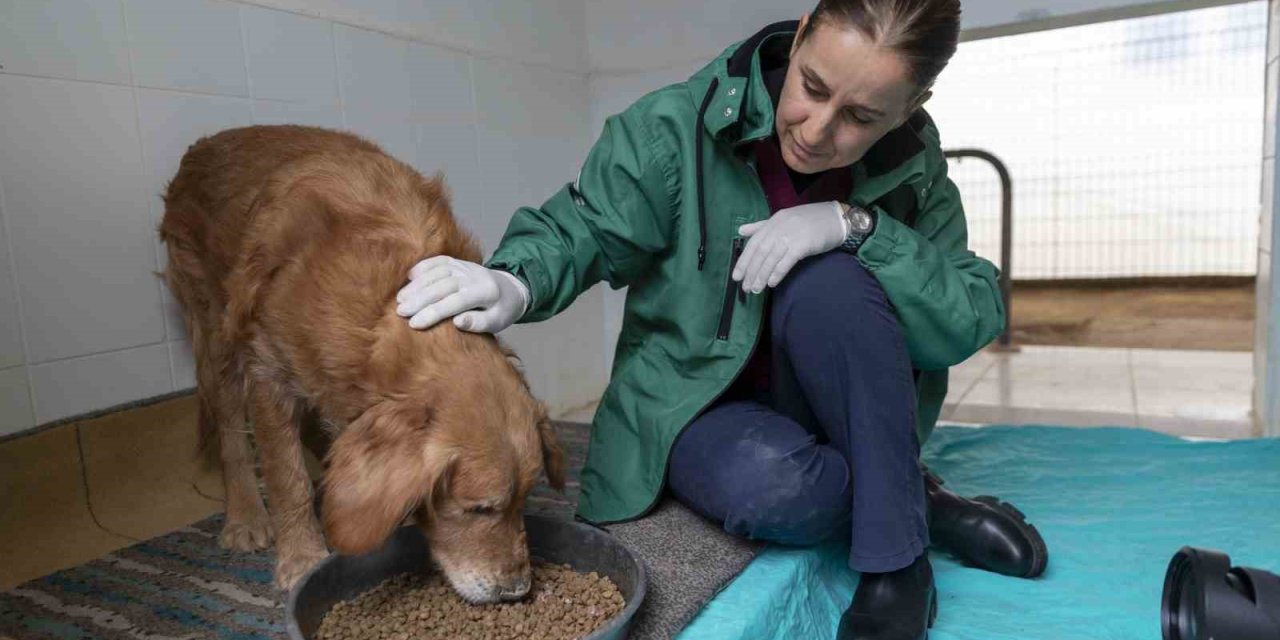 Görme Engelli Köpekler ’aşil Ve Çakıl’ Sahiplendirilmeyi Bekliyor