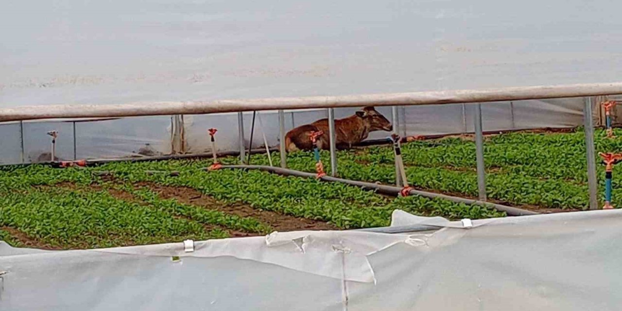 Roka Serasına Giren Geyik Hem Karnını Doyurdu Hem Dinlendi