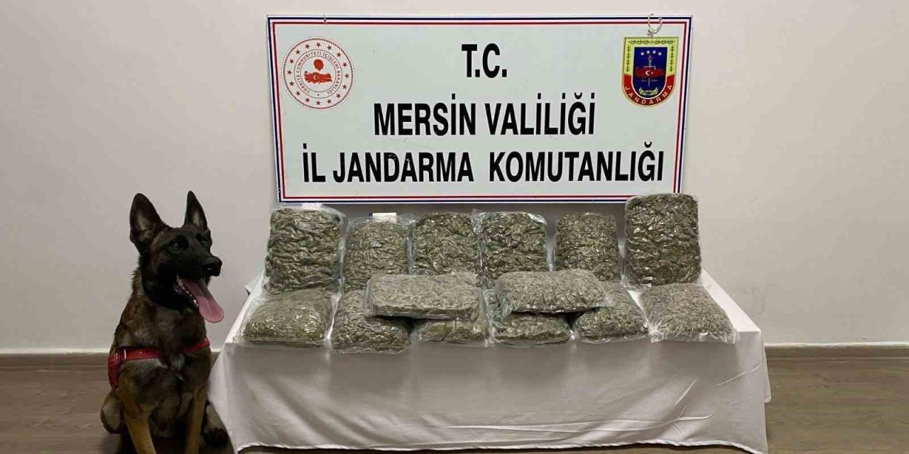 Mersin’de 14 Kilo 200 Gram Skunk Ele Geçirildi