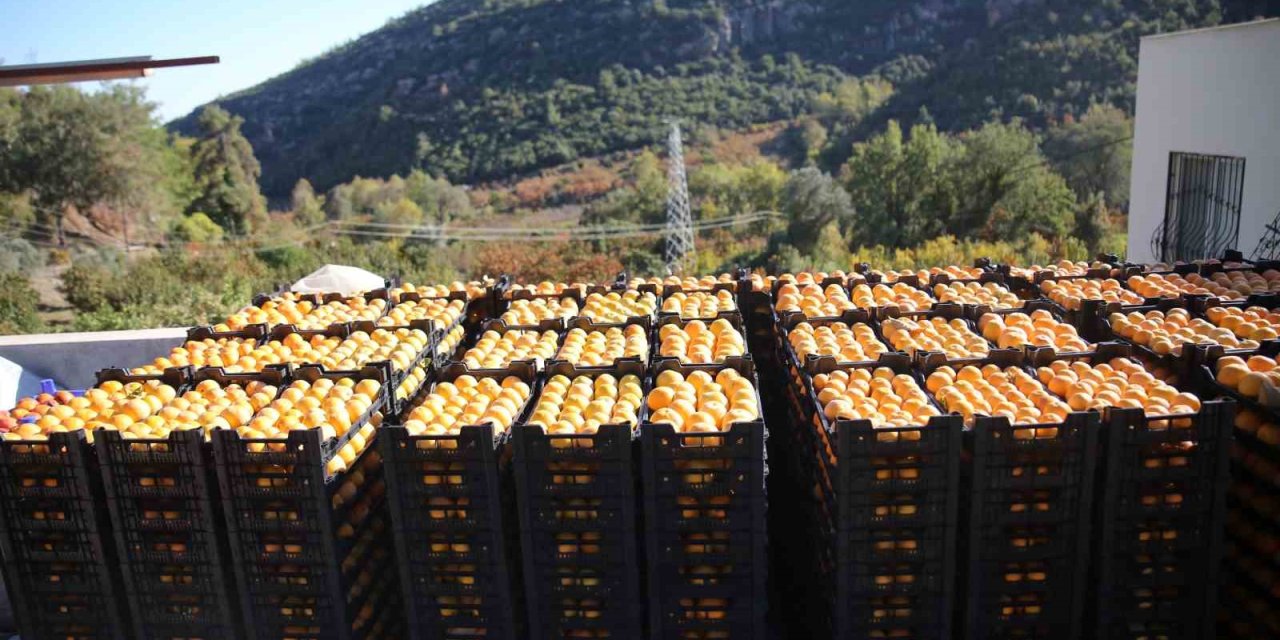 Trabzon Hurması Çiftçinin Yüzünü Güldürüyor