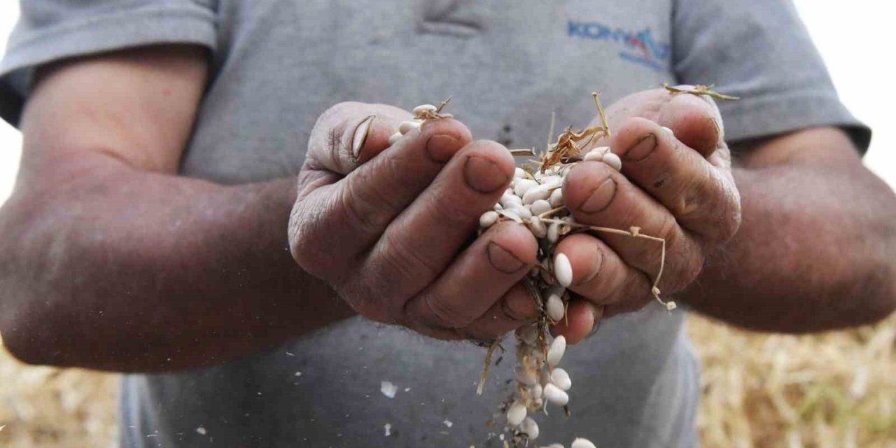 Konyaaltı’nda "çandır Fasulyesi Şenliği" Başlıyor