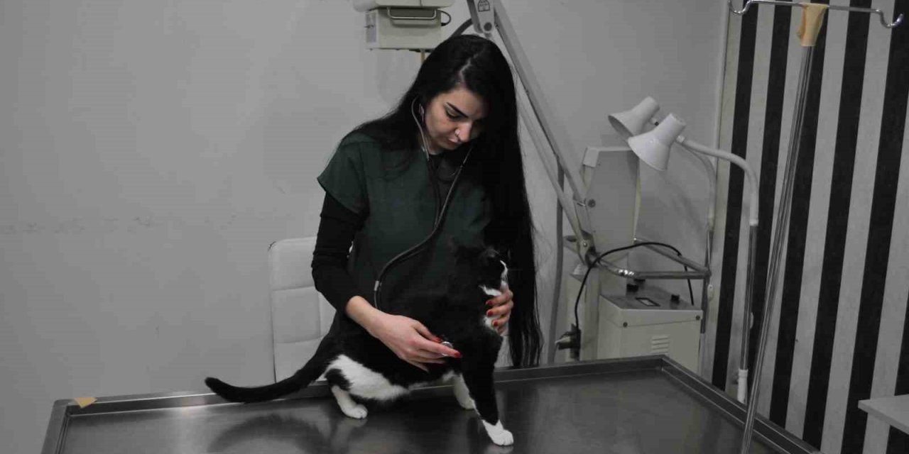 Kış Aylarında Sokak Hayvanları İçin Korunaklı Yuvalar Yapılması Önemli