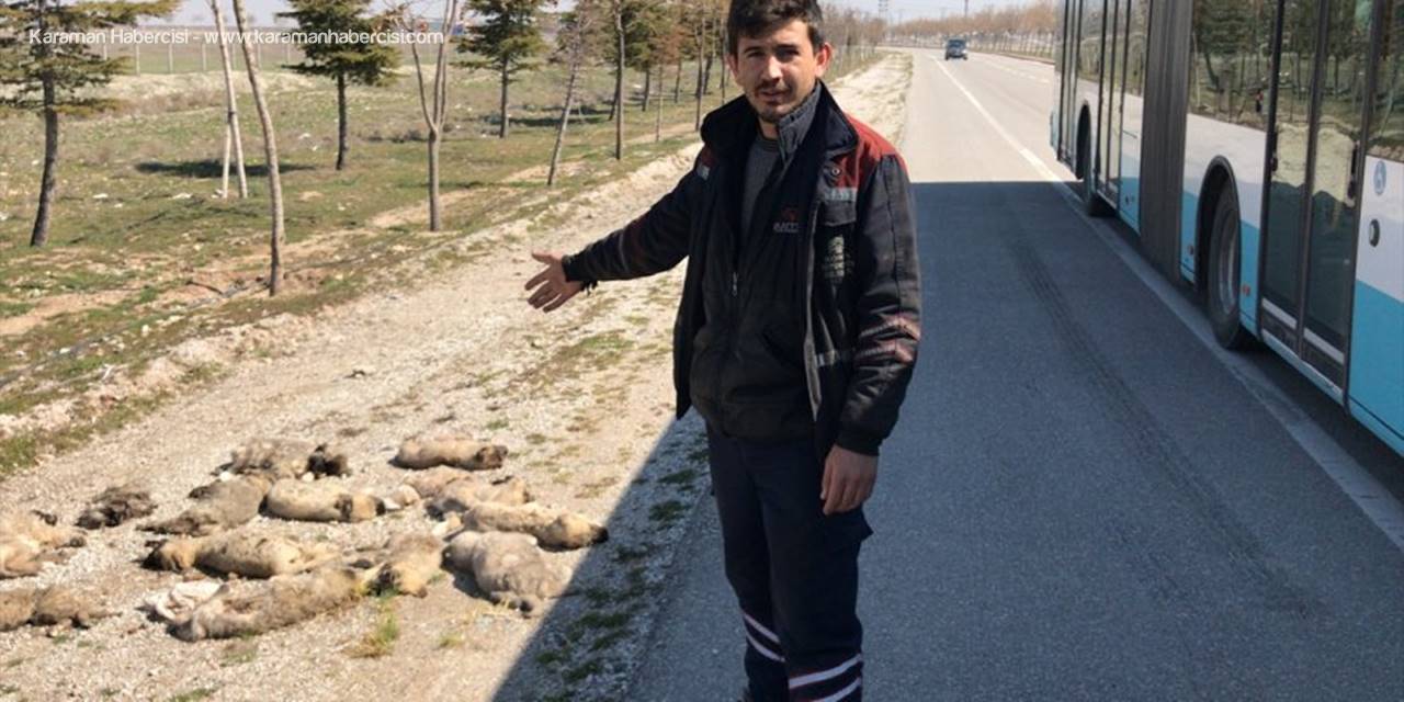 Konya'da Yol Kenarına Atılmış 13 Ölü Köpek Yavrusu Bulundu