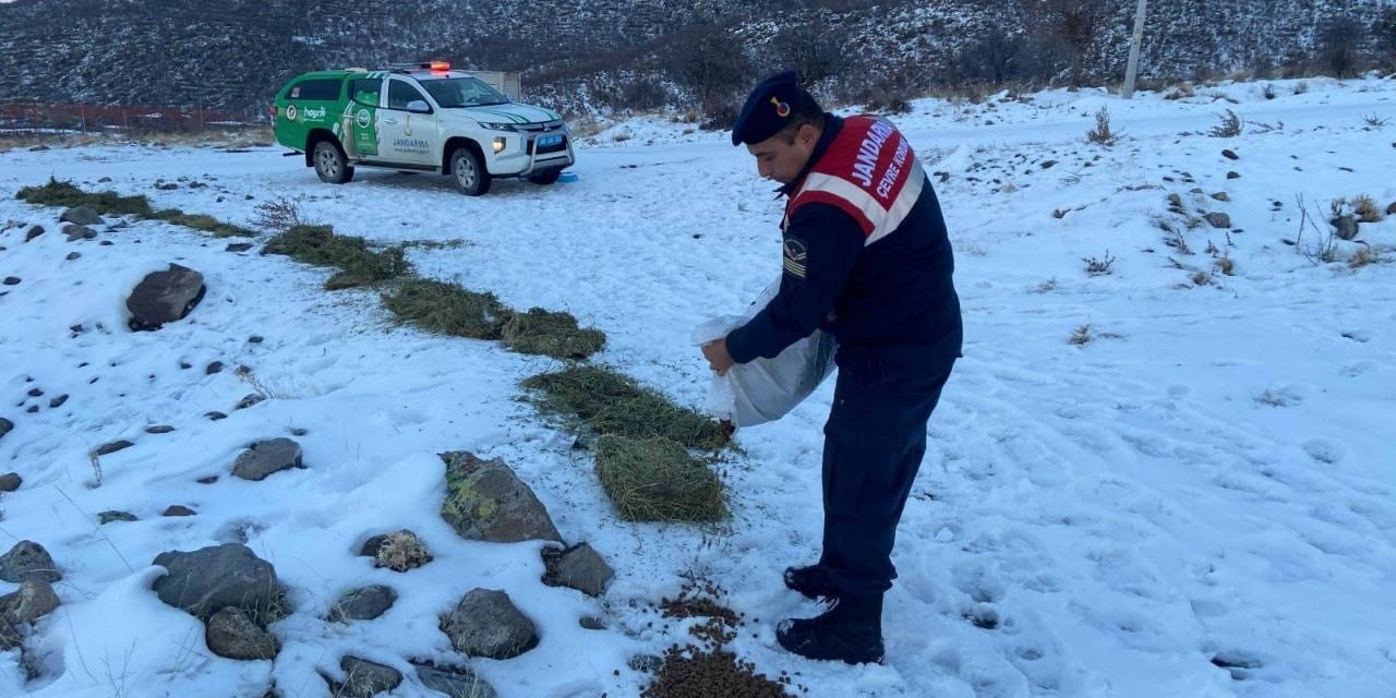 Jandarma, Karlı Dağlarda Yaban Ve Sokak Hayvanlarını Yalnız Bırakmıyor