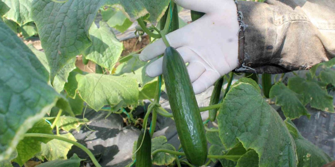 Salatalığın Büyükşehirlerde Yüksek Fiyattan Satılması Tartışmalara Yol Açtı