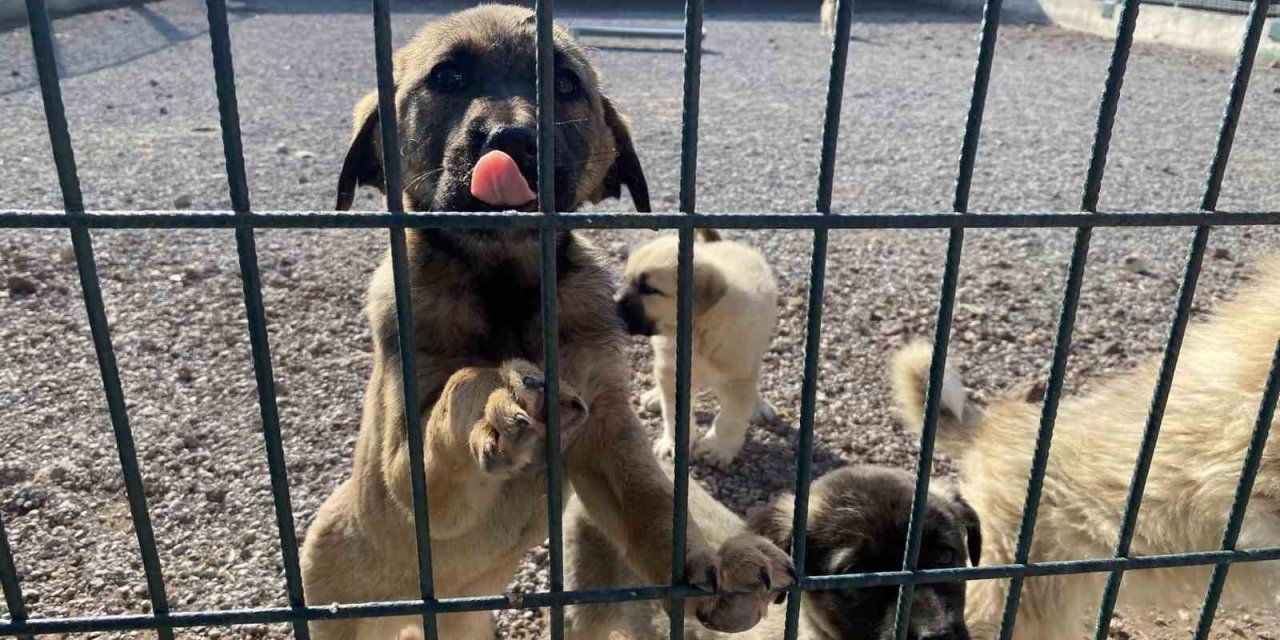 Sokak Hayvanlarının Yeni Yuvası: ’pet-i Bor’
