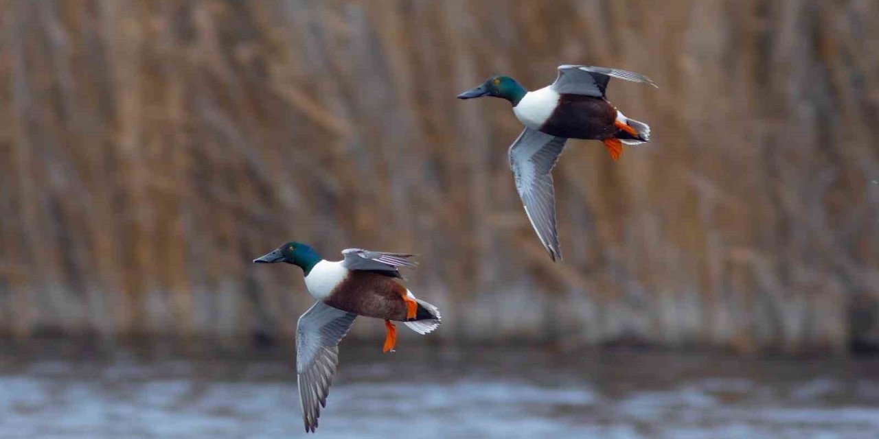 ’kuş Cenneti’ Hürmetçi Sazlığı’nda 5 Bin Su Kuşu Sayıldı