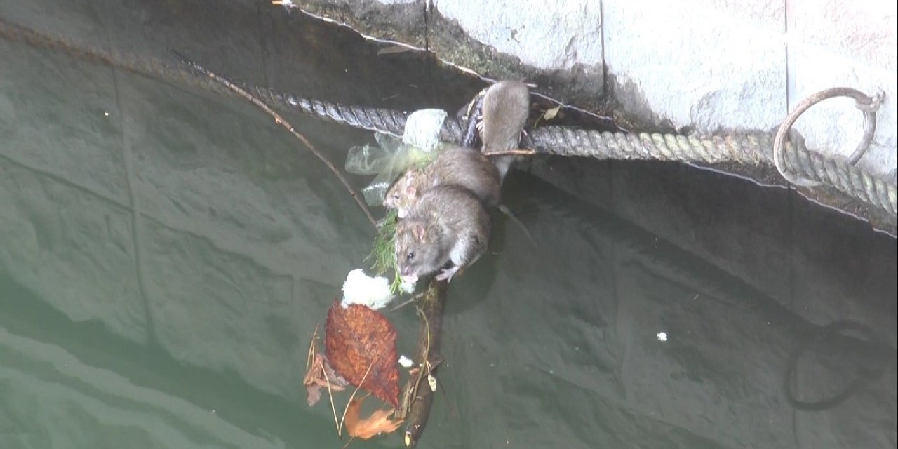 Porsuk Çayı Çevresi Farelerin İstilasına Uğradı