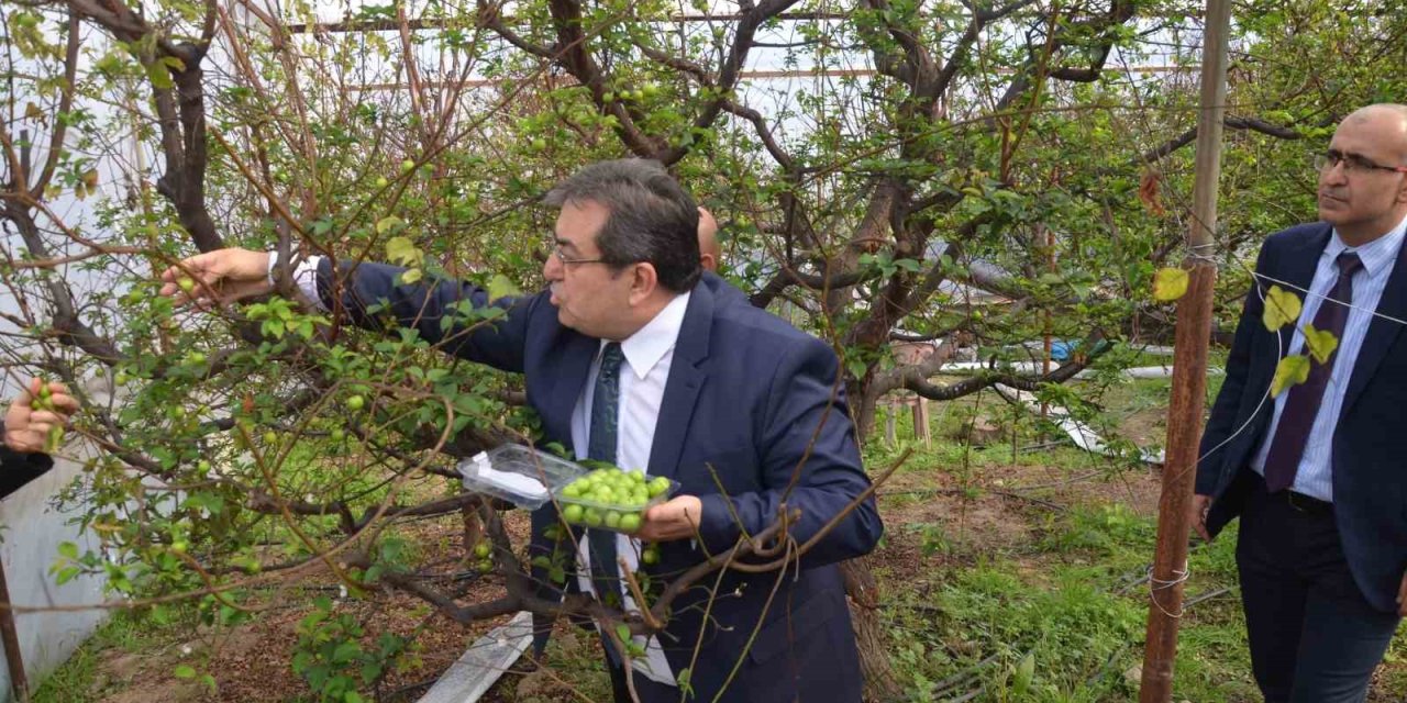 Kilosu 150 Dolardan İhracata Gönderilecek: Temsili İlk Erikler Toplandı