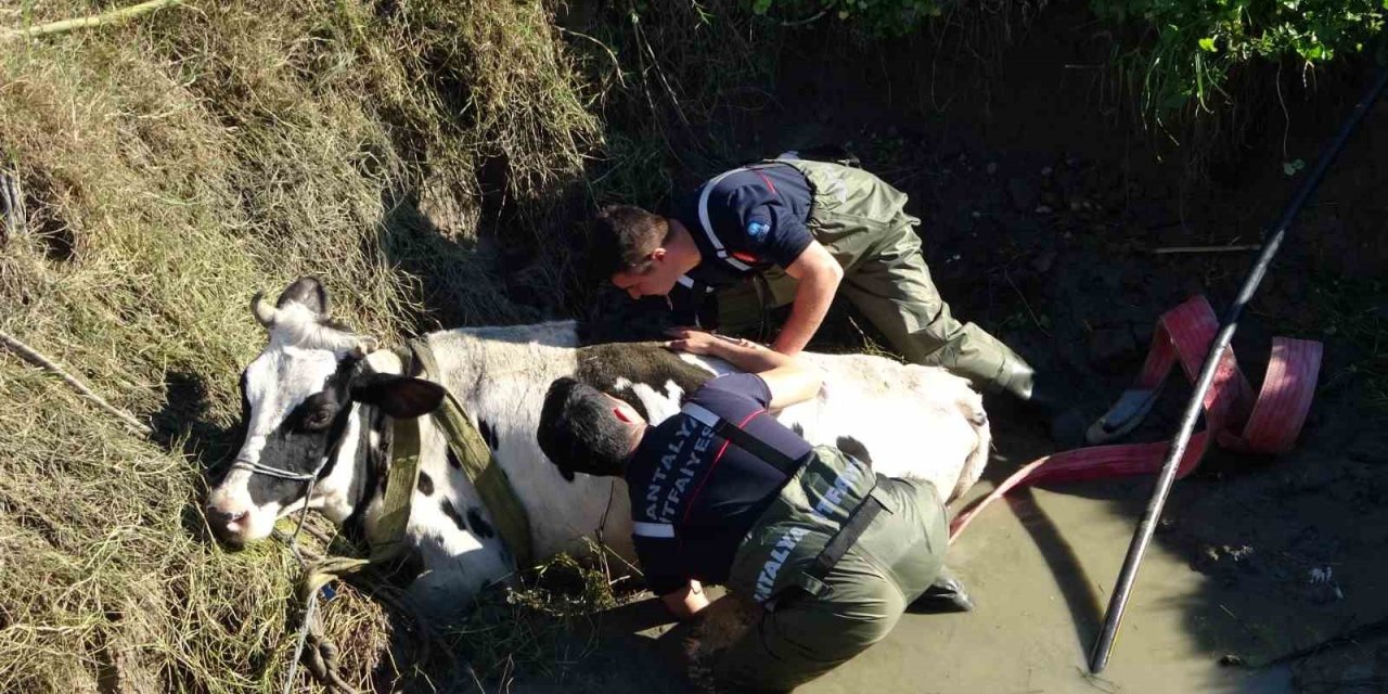 Antalya’da Sulama Kuyusuna Düşen İnek Seferberliği
