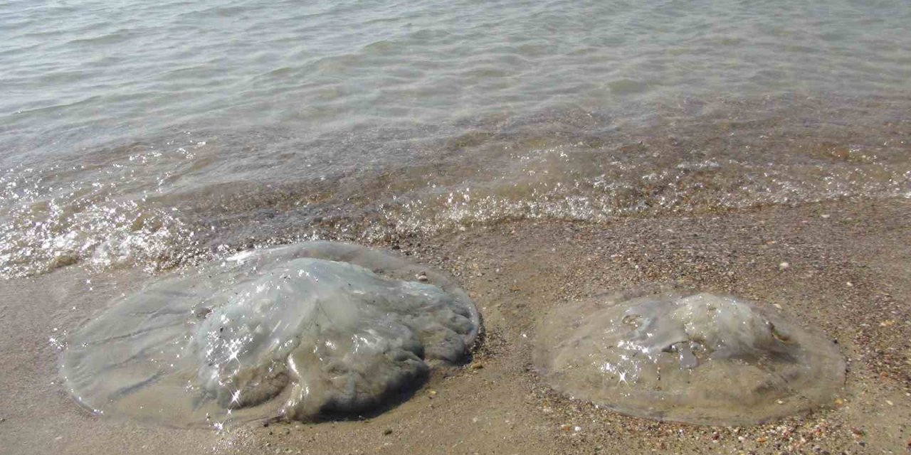 Deniz Anaları Akdeniz Sahillerine Akın Etti