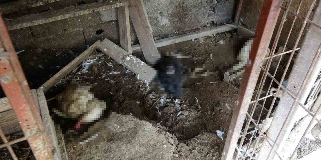 Başıboş Kurt Köpekleri Kümesteki Tavukları Telef Etti