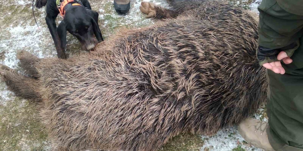 Bu Dönemde Yaban Domuzu İle Mücadele Yasak