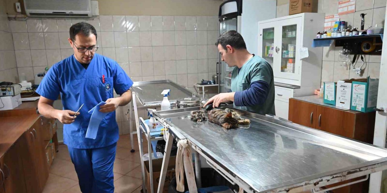 Kemer Belediyesinden "can Dostlarına" Yardım Eli