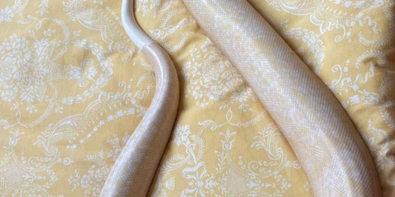 Genç Kız El Konulan Dev Pitonun Geri Verilmesini İstedi: "evcil, Zararı Yok"