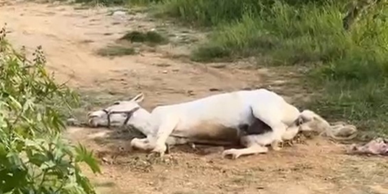 Yerde Yatan Atın Görüntüsü Korkuttu
