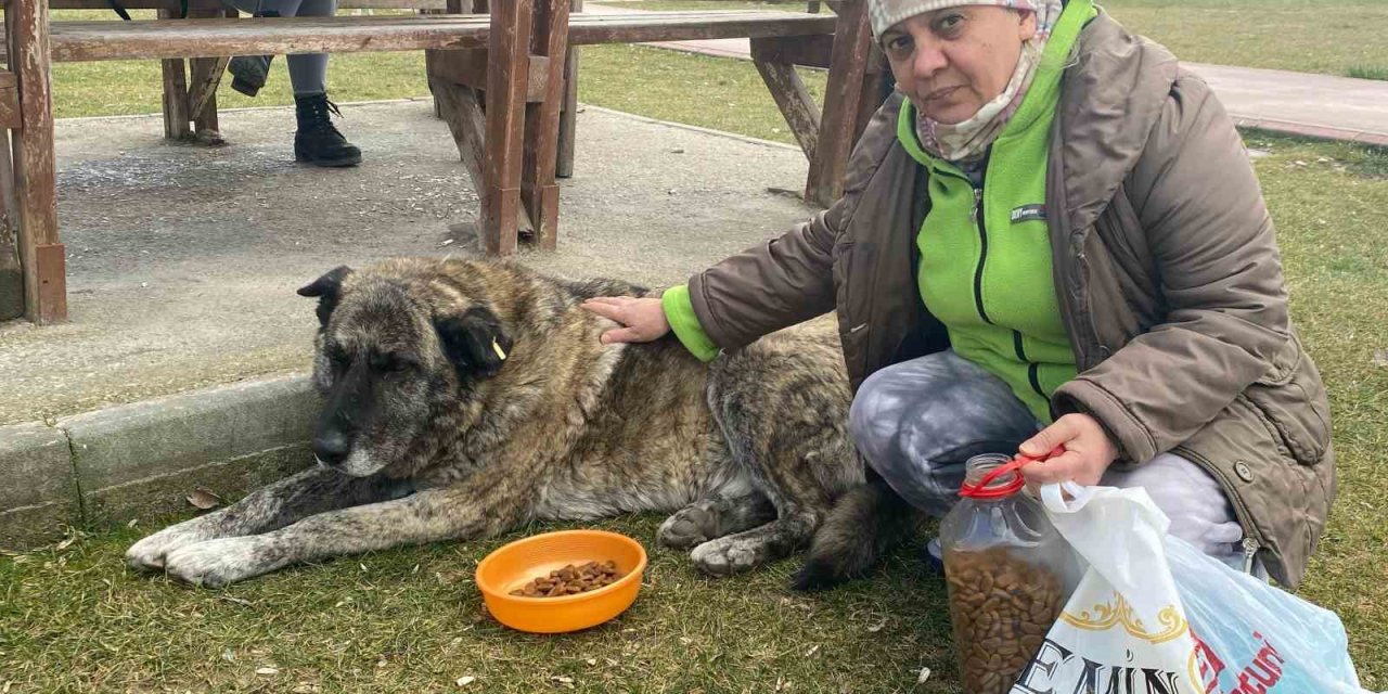 22 Yıldır Sokak Hayvanlarını Besliyor
